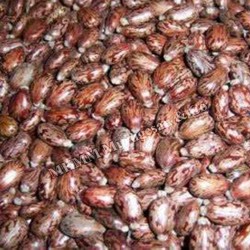 Castor seeds (Aamanakku vidhai)