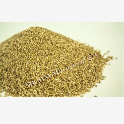 Yellow nut little millet (Saamai)